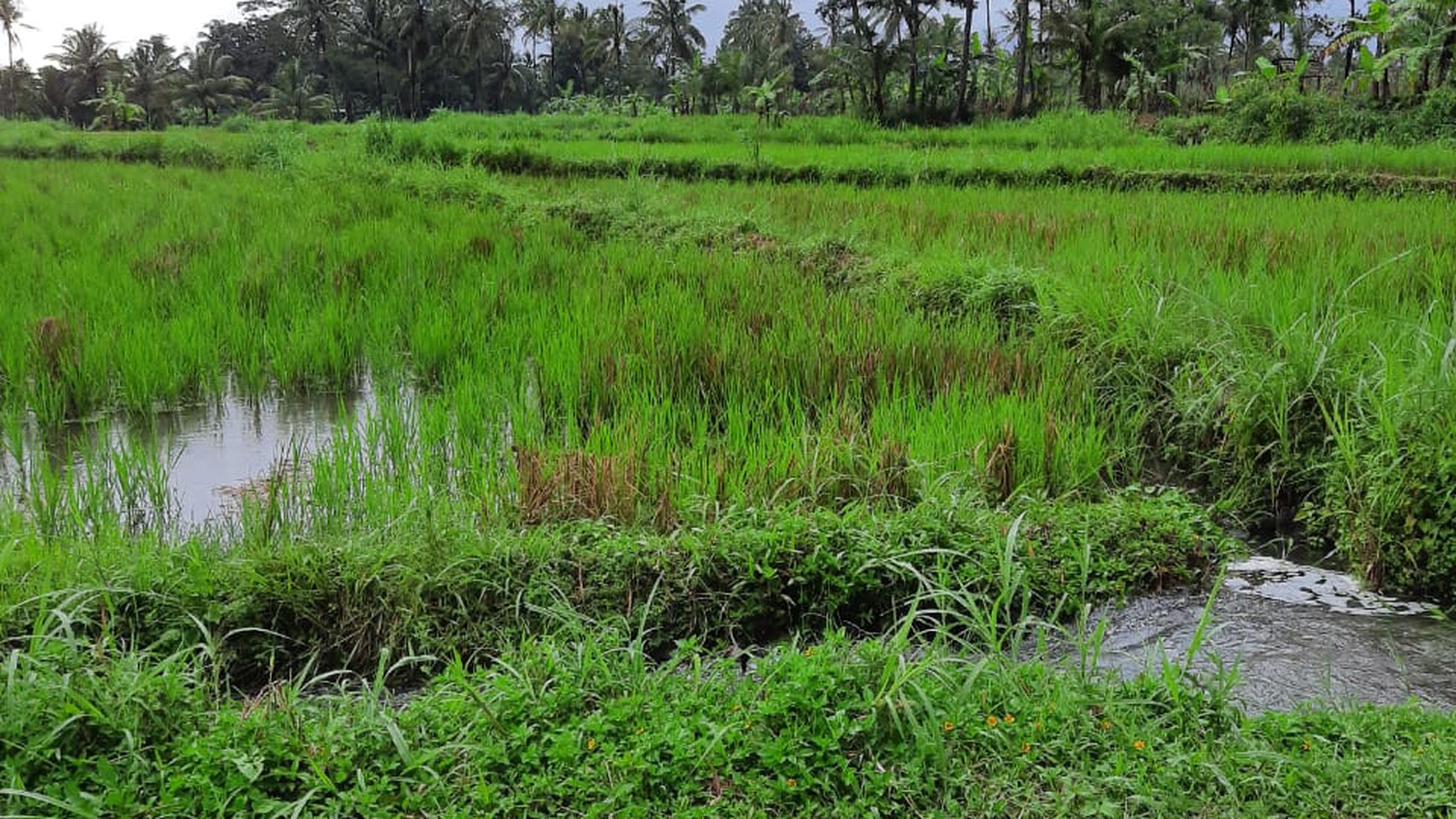 Tanah 9.622 Meter Persegi View Merapi Di Wukirsari Cangkringan Sleman