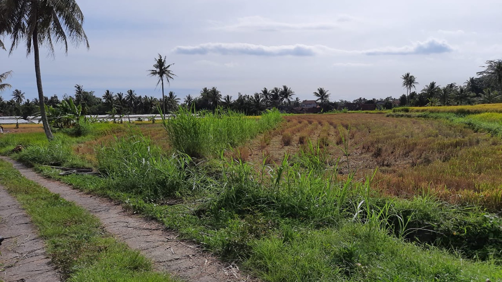 Tanah 9.622 Meter Persegi View Merapi Di Wukirsari Cangkringan Sleman