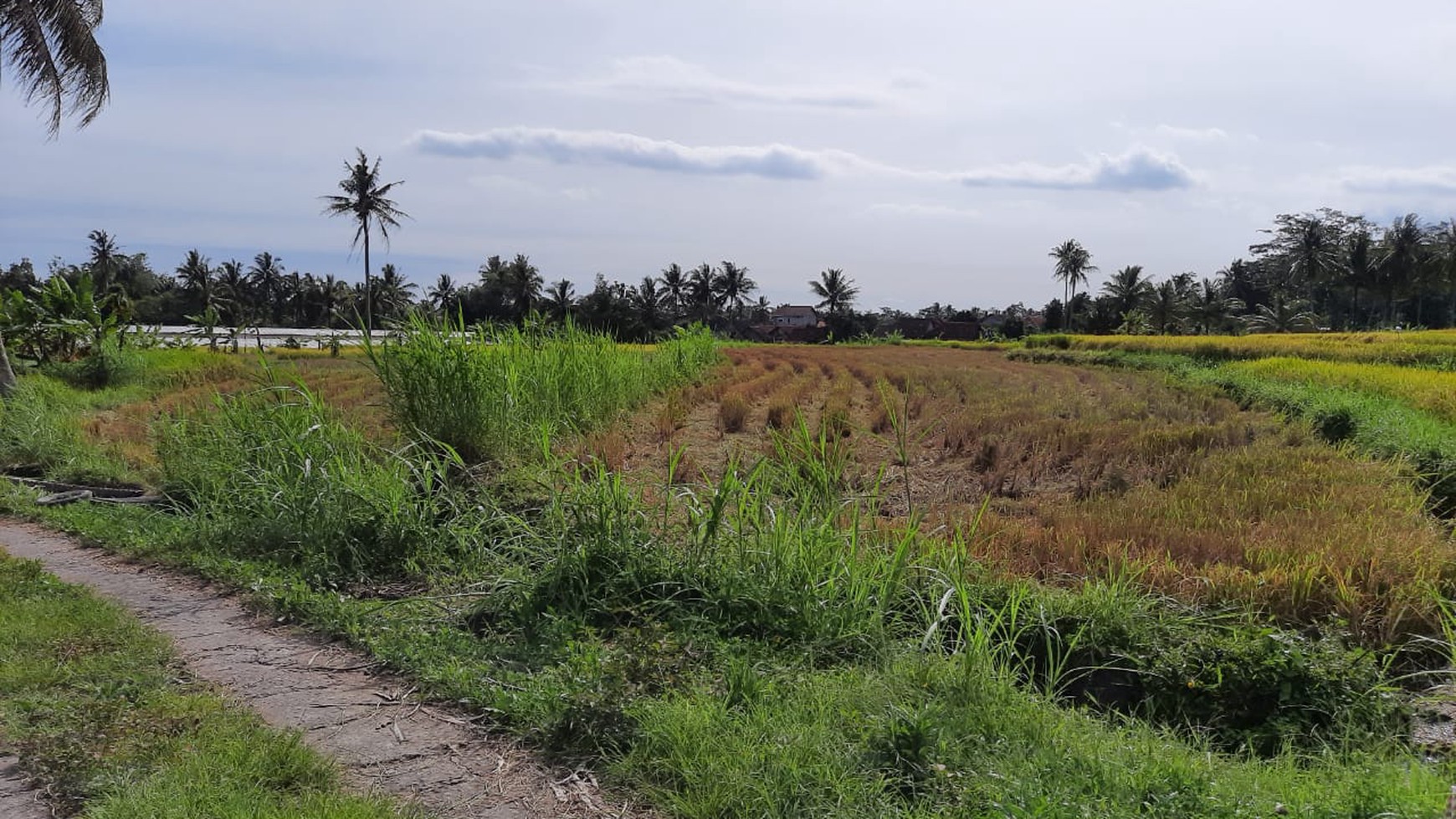 Tanah 9.622 Meter Persegi View Merapi Di Wukirsari Cangkringan Sleman