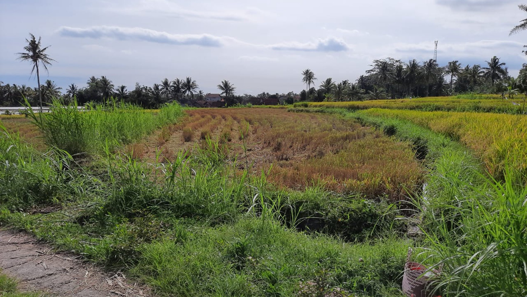 Tanah 9.622 Meter Persegi View Merapi Di Wukirsari Cangkringan Sleman