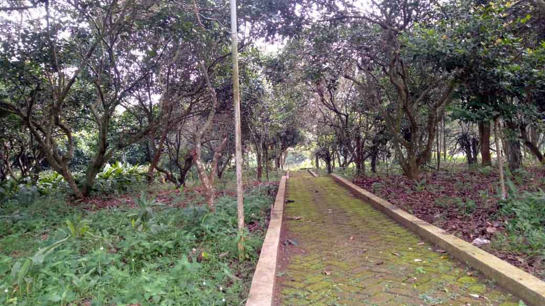 Kantor & Kebun di Jl. Bypass Bengkok Cibodas, Kec.Bungursari, Kab.Purwakarta JABAR, Cocok buat bidang Pertanian, Perkebunan dan Peternakan