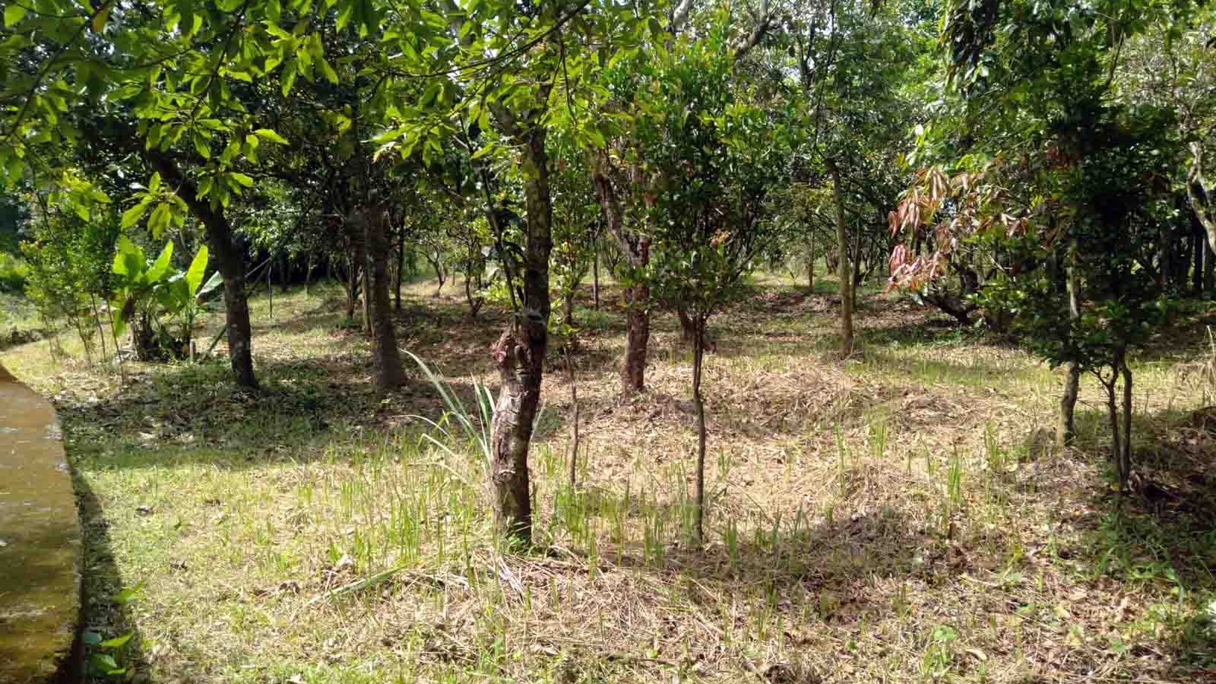 Kantor & Kebun di Jl. Bypass Bengkok Cibodas, Kec.Bungursari, Kab.Purwakarta JABAR, Cocok buat bidang Pertanian, Perkebunan dan Peternakan