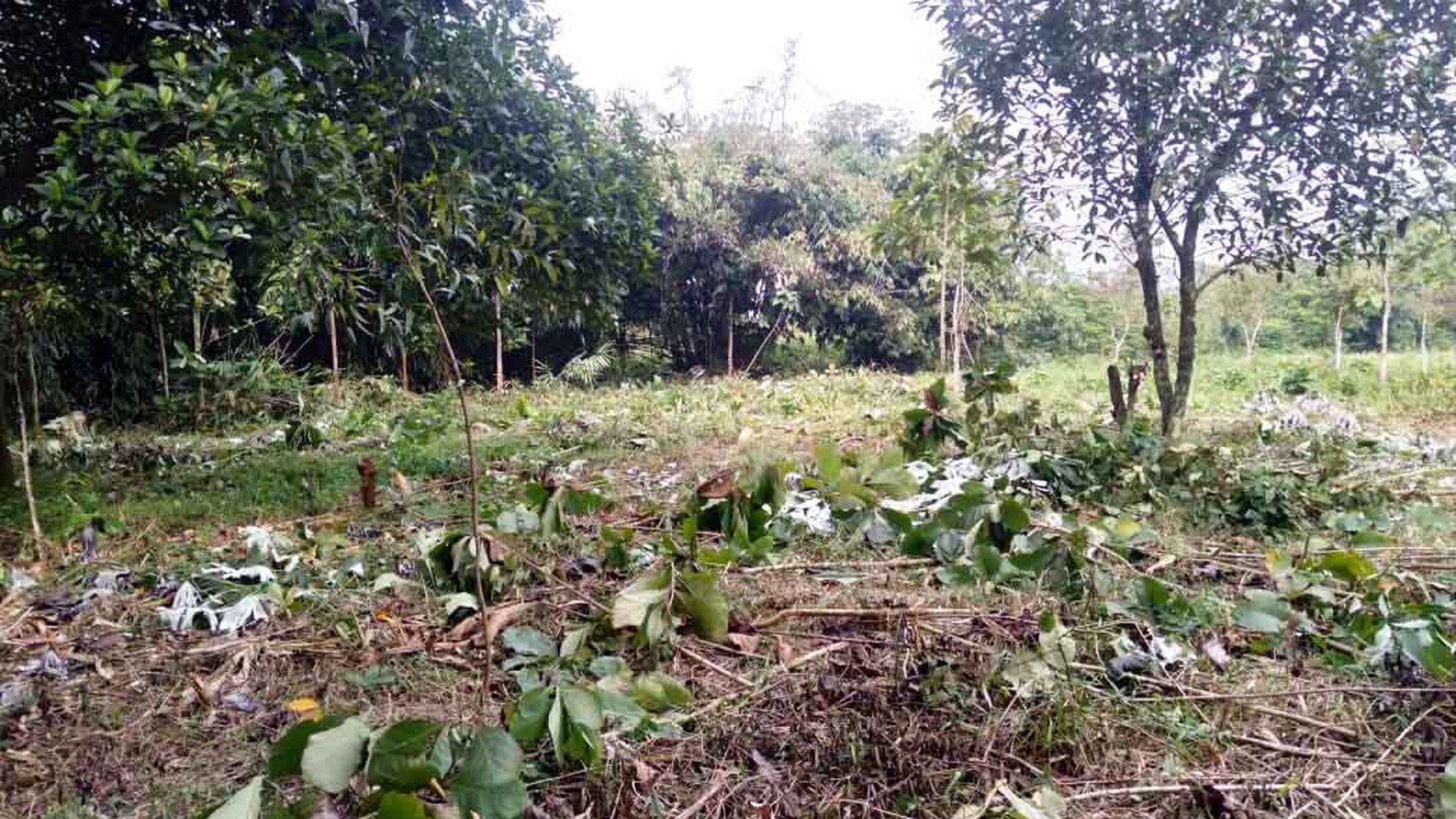 Kantor & Kebun di Jl. Bypass Bengkok Cibodas, Kec.Bungursari, Kab.Purwakarta JABAR, Cocok buat bidang Pertanian, Perkebunan dan Peternakan