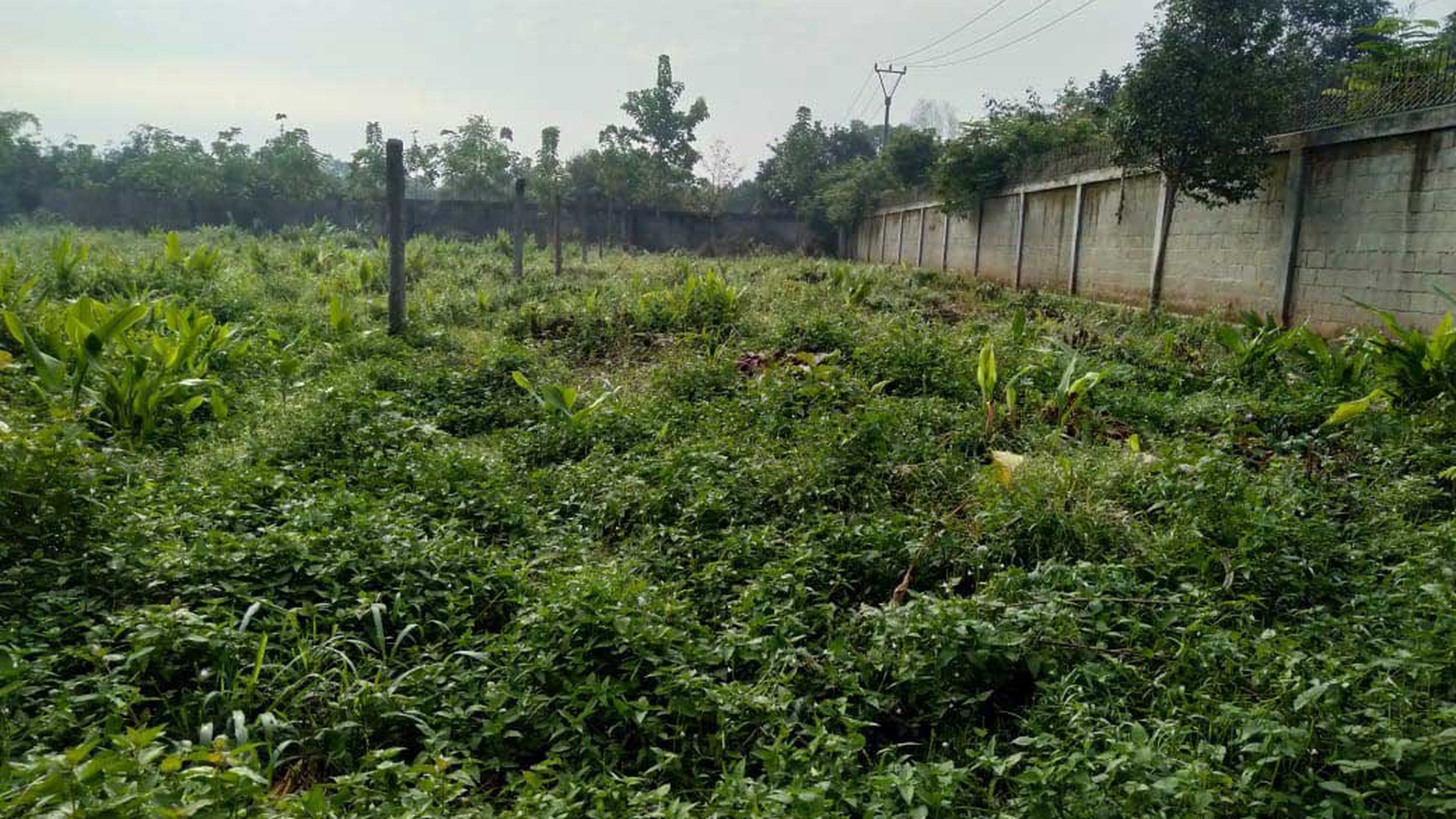 Kantor & Kebun di Jl. Bypass Bengkok Cibodas, Kec.Bungursari, Kab.Purwakarta JABAR, Cocok buat bidang Pertanian, Perkebunan dan Peternakan