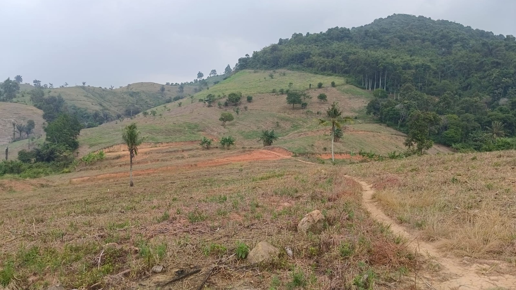 Tanah 4,5 Hektar di Sabah Balau Bandar Lampung