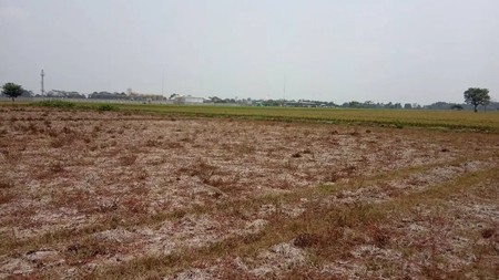 Dijual Kavling Sawah dan Cocok Untuk Prospek Perumahan @Desa Plawad, Karawang Timur