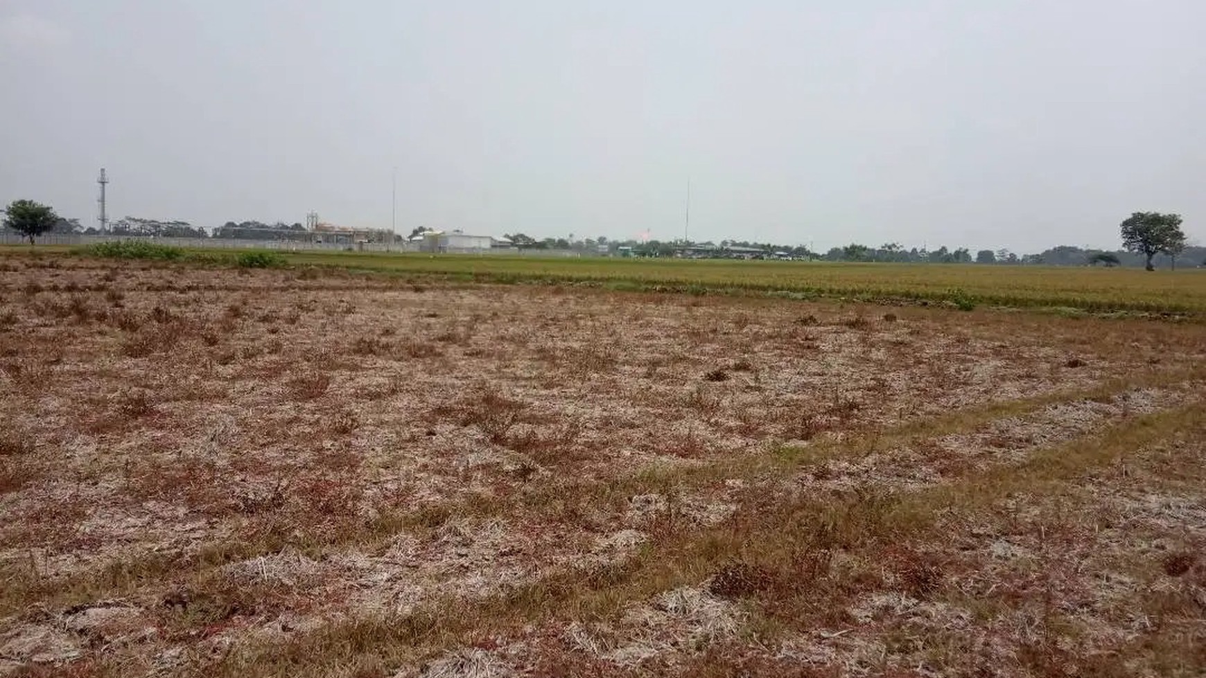 Dijual Kavling Sawah dan Cocok Untuk Prospek Perumahan @Desa Plawad, Karawang Timur