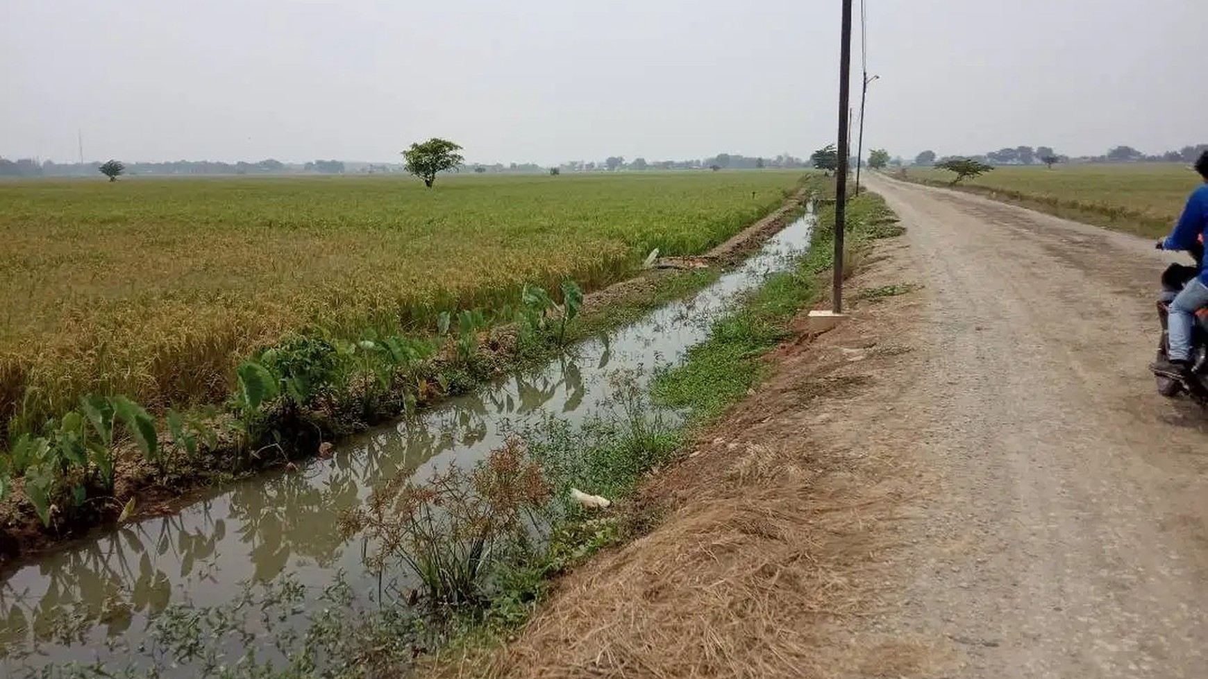 Dijual Kavling Sawah dan Cocok Untuk Prospek Perumahan @Desa Plawad, Karawang Timur