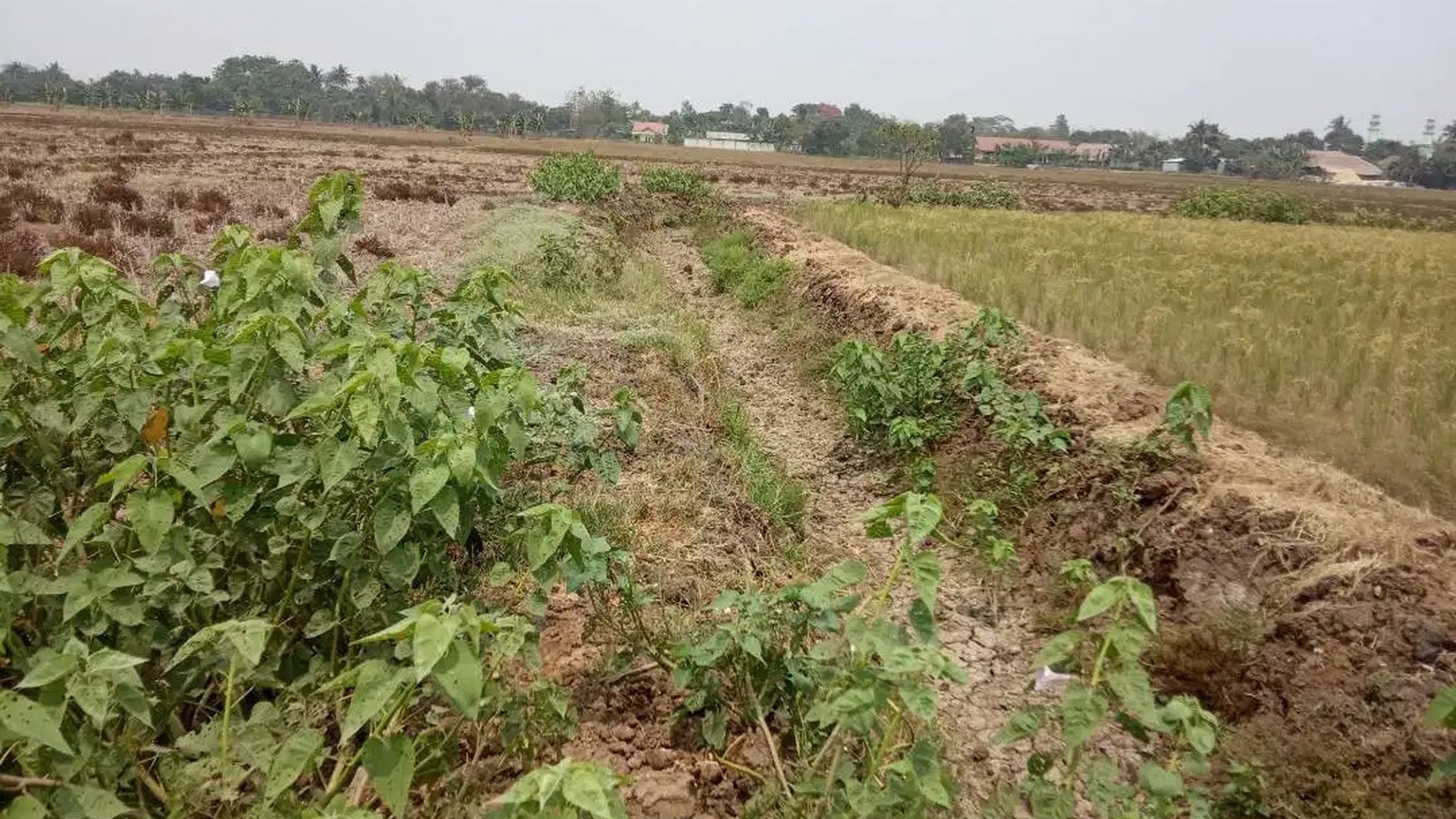 Dijual Kavling Sawah dan Cocok Untuk Prospek Perumahan @Desa Plawad, Karawang Timur