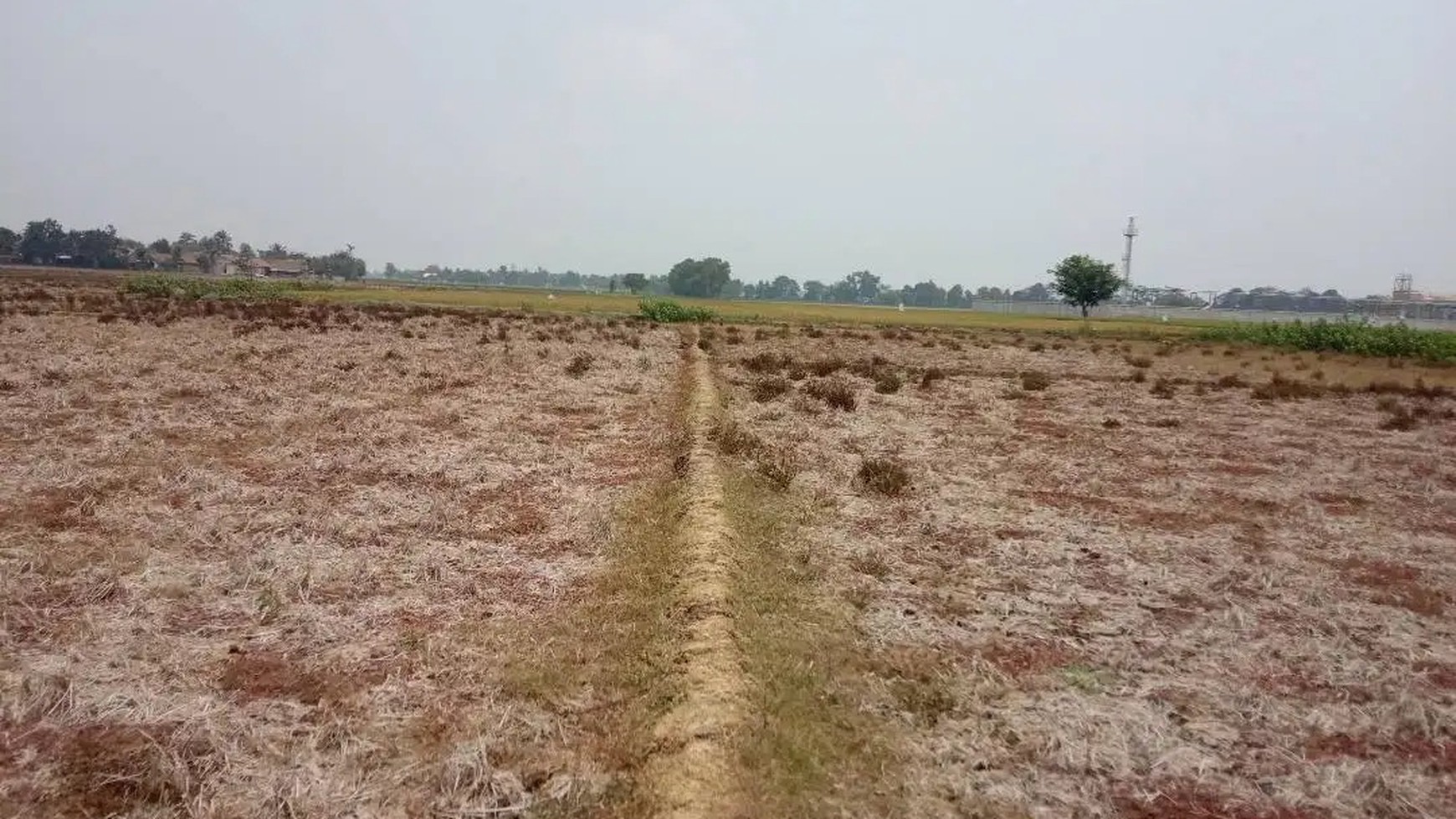 Dijual Kavling Sawah dan Cocok Untuk Prospek Perumahan @Desa Plawad, Karawang Timur