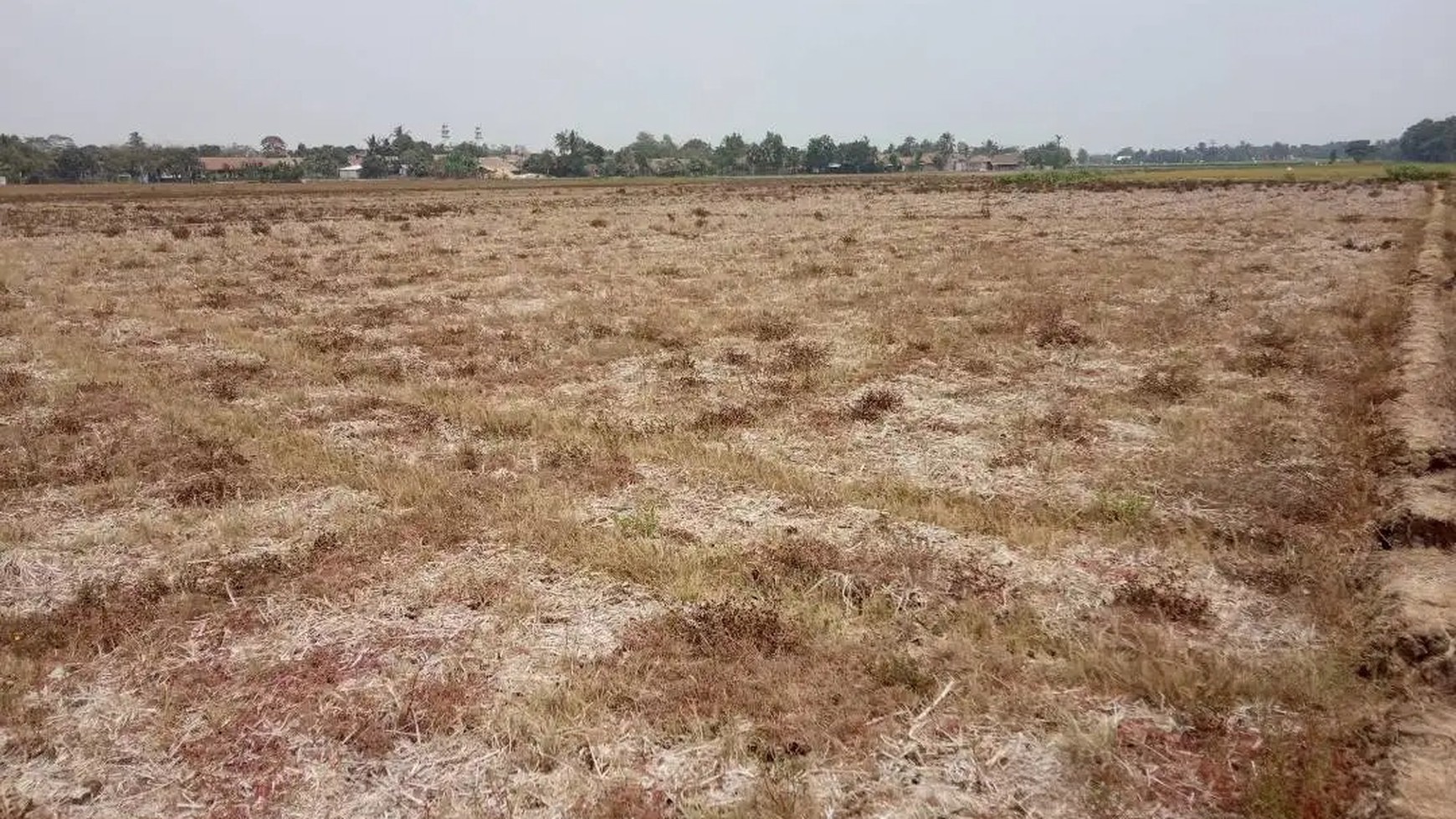 Dijual Kavling Sawah dan Cocok Untuk Prospek Perumahan @Desa Plawad, Karawang Timur