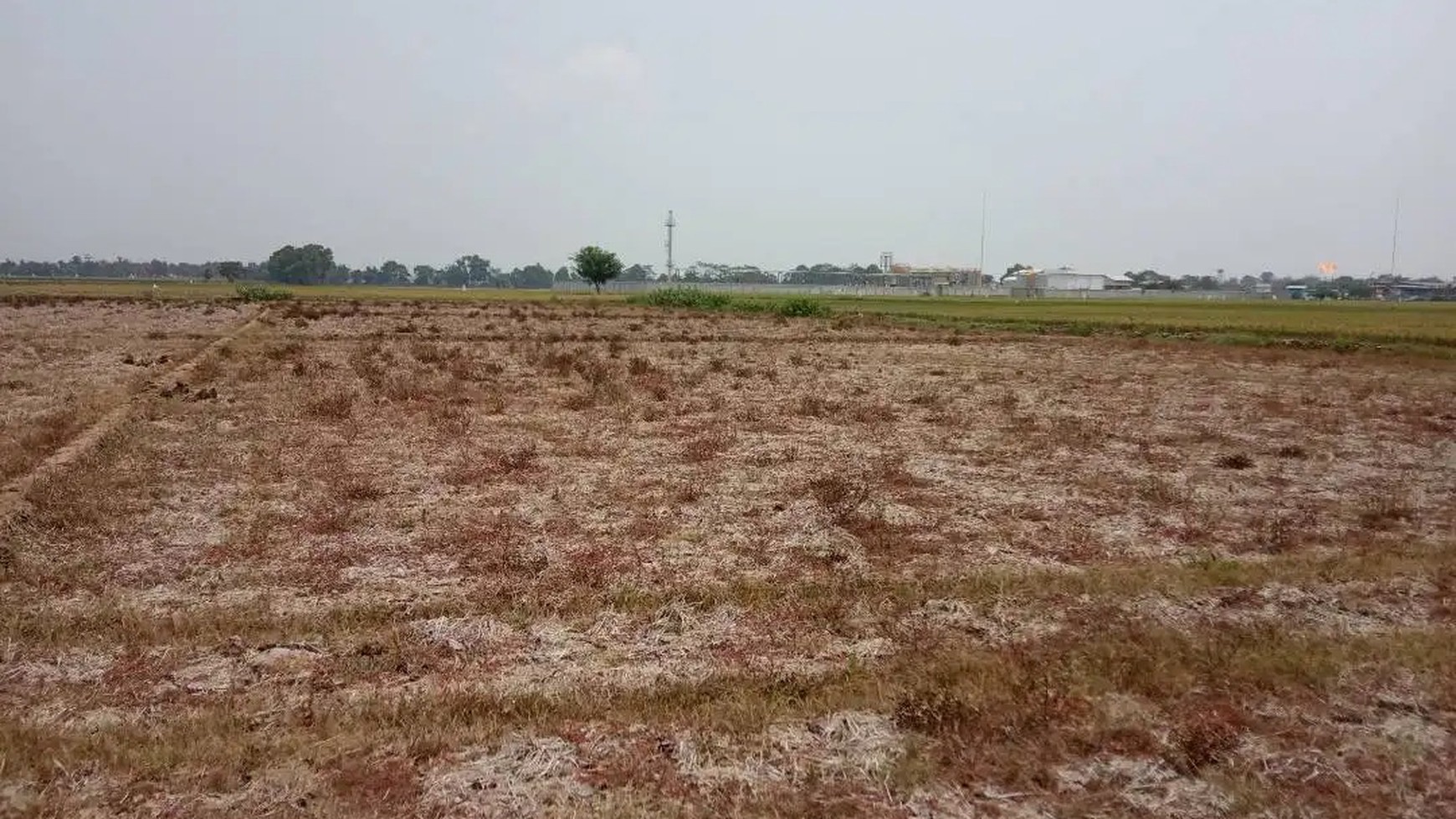 Dijual Kavling Sawah dan Cocok Untuk Prospek Perumahan @Desa Plawad, Karawang Timur