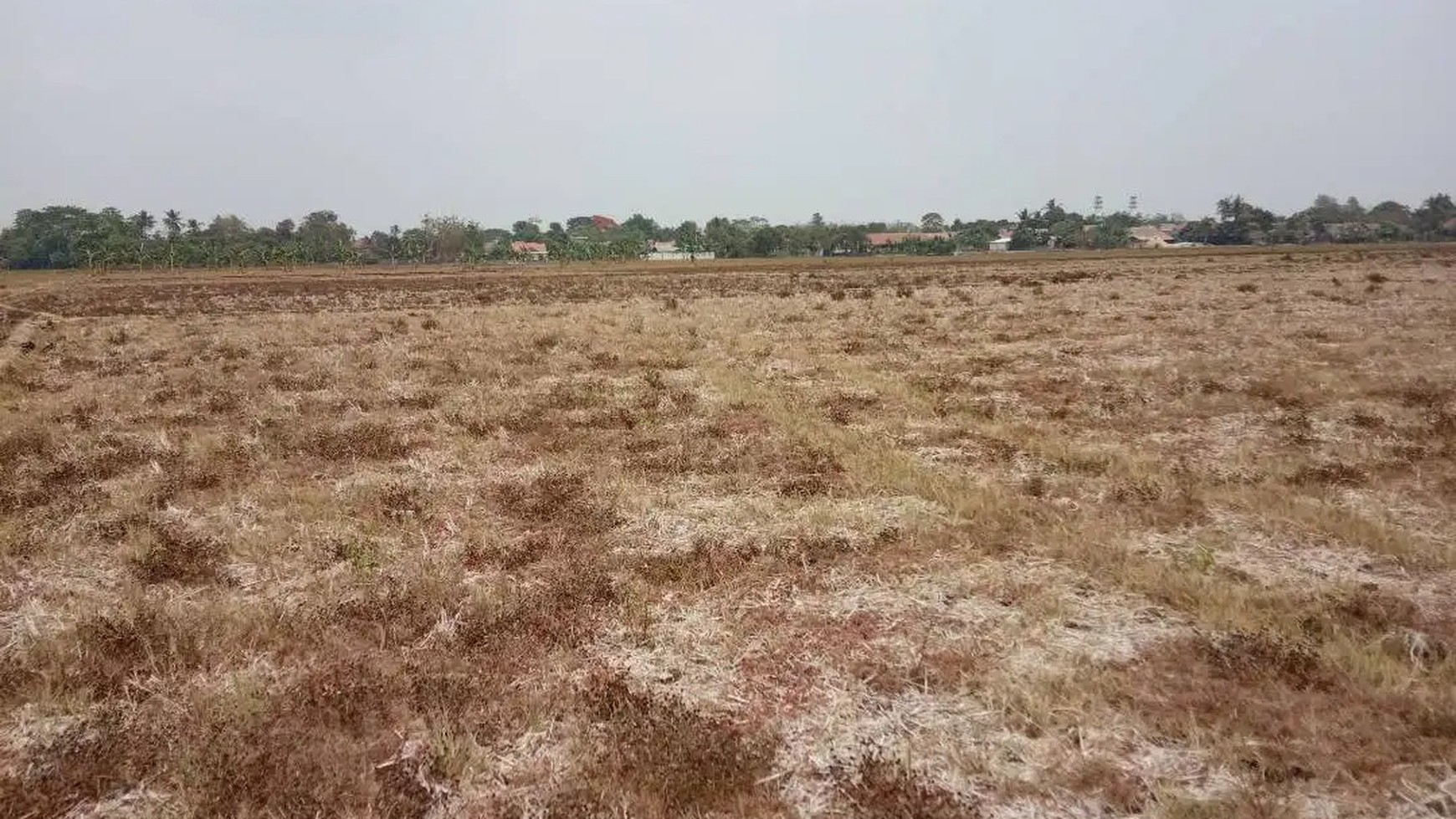 Dijual Kavling Sawah dan Cocok Untuk Prospek Perumahan @Desa Plawad, Karawang Timur