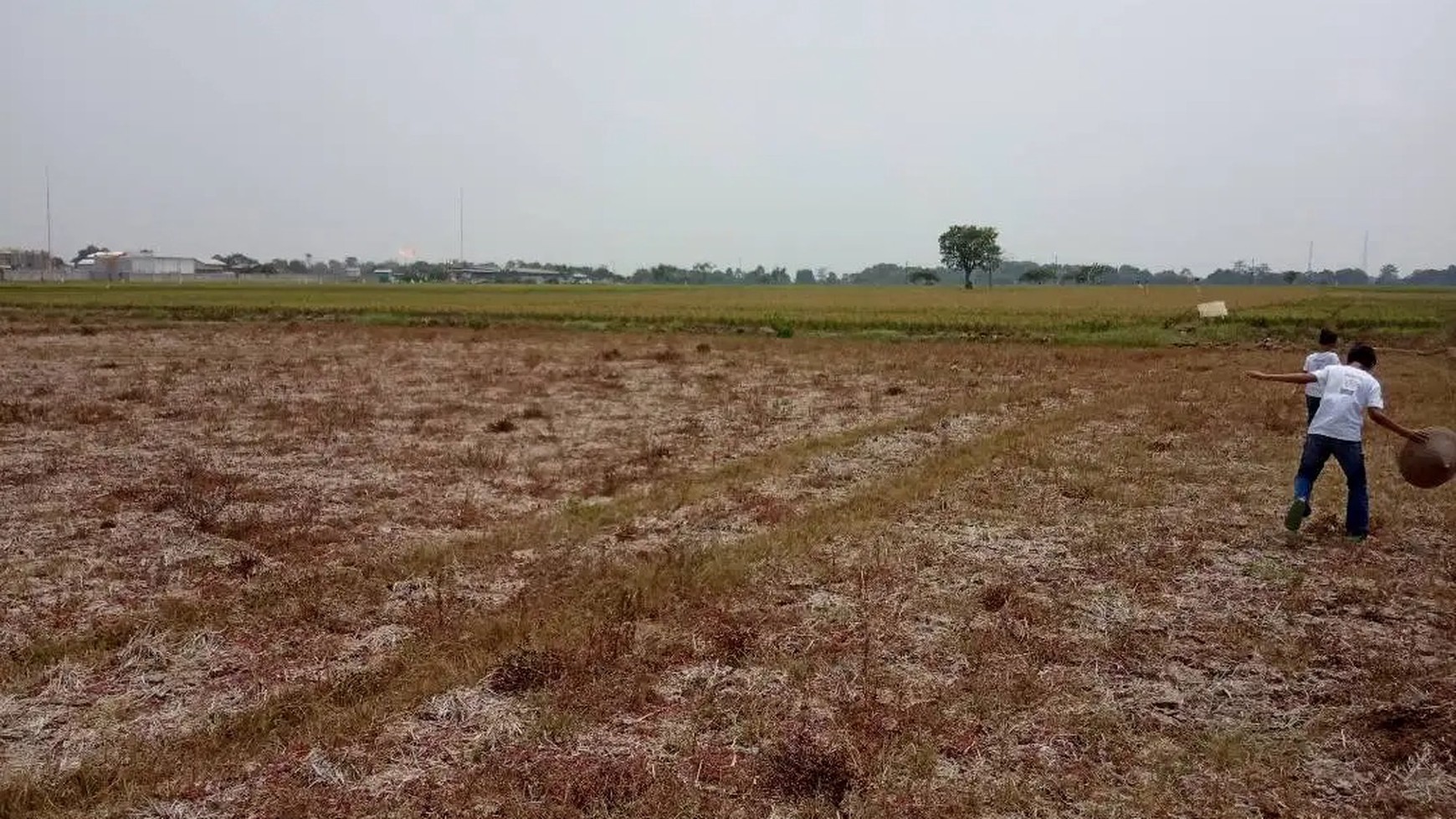 Dijual Kavling Sawah dan Cocok Untuk Prospek Perumahan @Desa Plawad, Karawang Timur