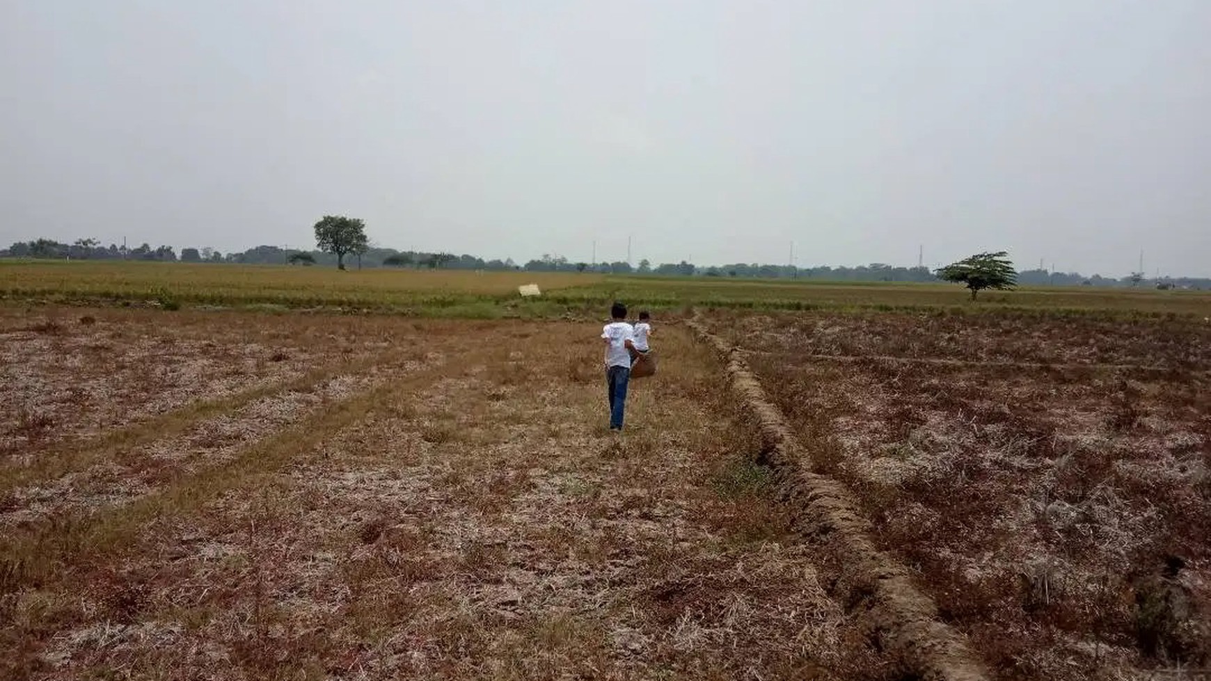 Dijual Kavling Sawah dan Cocok Untuk Prospek Perumahan @Desa Plawad, Karawang Timur