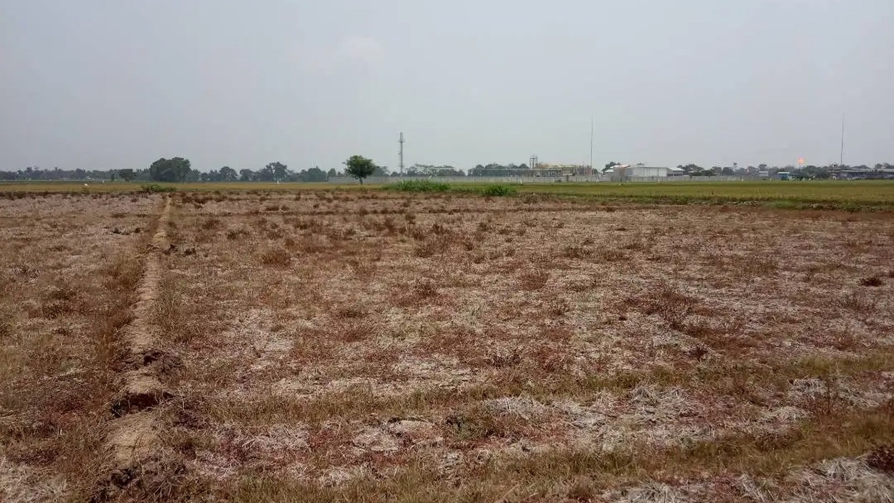 Dijual Kavling Sawah dan Cocok Untuk Prospek Perumahan @Desa Plawad, Karawang Timur