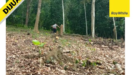 TANAH MURAH DI TANJUNG BINTANG LAMPUNG SELATAN