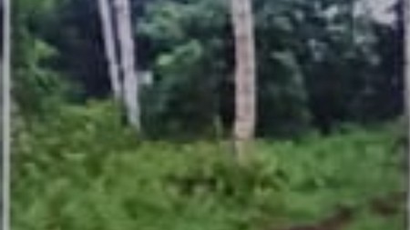 Terbatas Tanah Dijual Air Madidi Atas  Sulawesi Utara