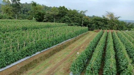 Tanah/Kavling Desa Wanayasa, Curug Cipurut, Purwakarta, Cocok untuk Area Pariwisata