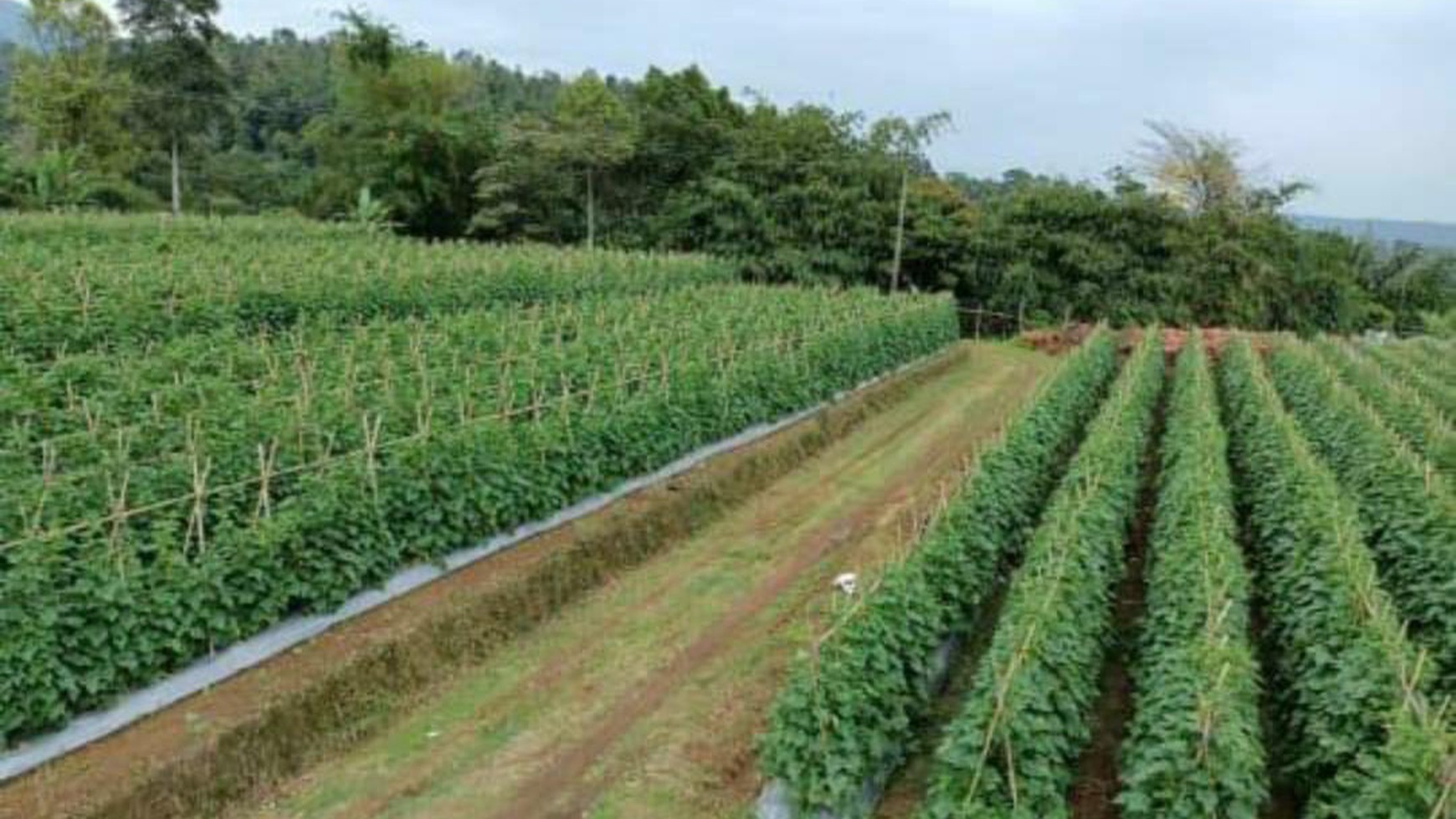 Tanah/Kavling Desa Wanayasa, Curug Cipurut, Purwakarta, Cocok untuk Area Pariwisata