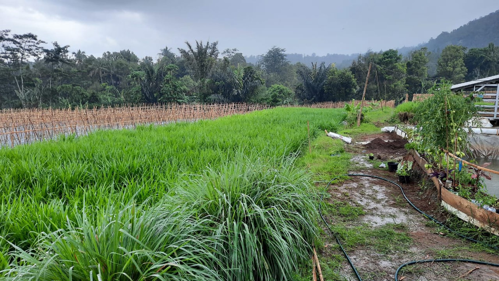 Tanah/Kavling Desa Wanayasa, Curug Cipurut, Purwakarta, Cocok untuk Area Pariwisata