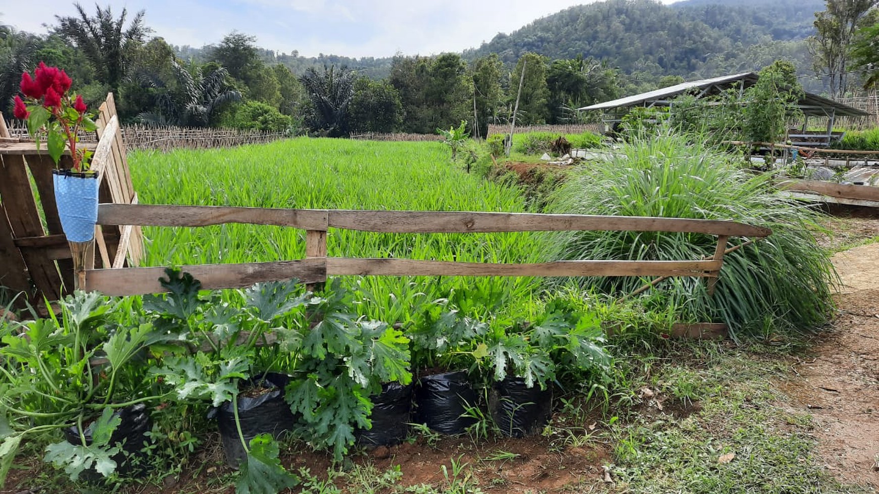 Tanah/Kavling Desa Wanayasa, Curug Cipurut, Purwakarta, Cocok untuk Area Pariwisata