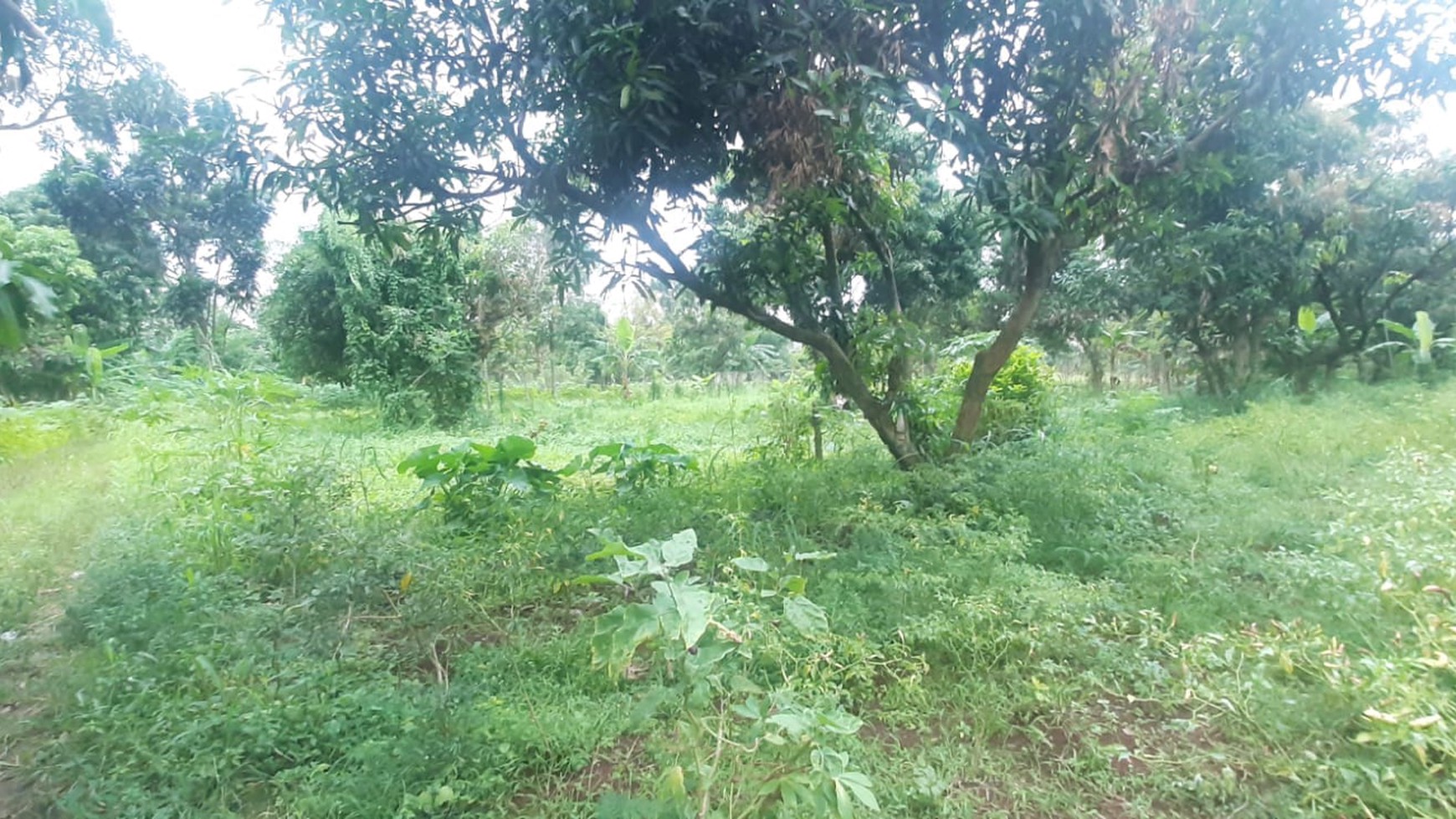 Tanah Bagus Diarea Jl Nusa Jaya Pondok Ranji Sudah Dipagar & Tertata Rapi