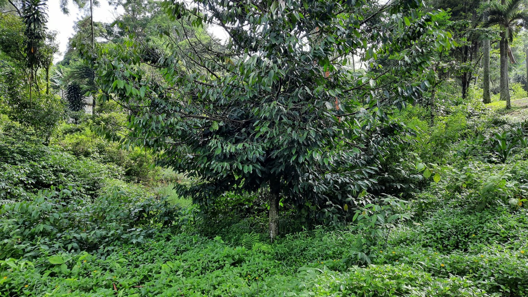 Kavling bagus, sejuk, cocok untuk Cluster di Bogor..