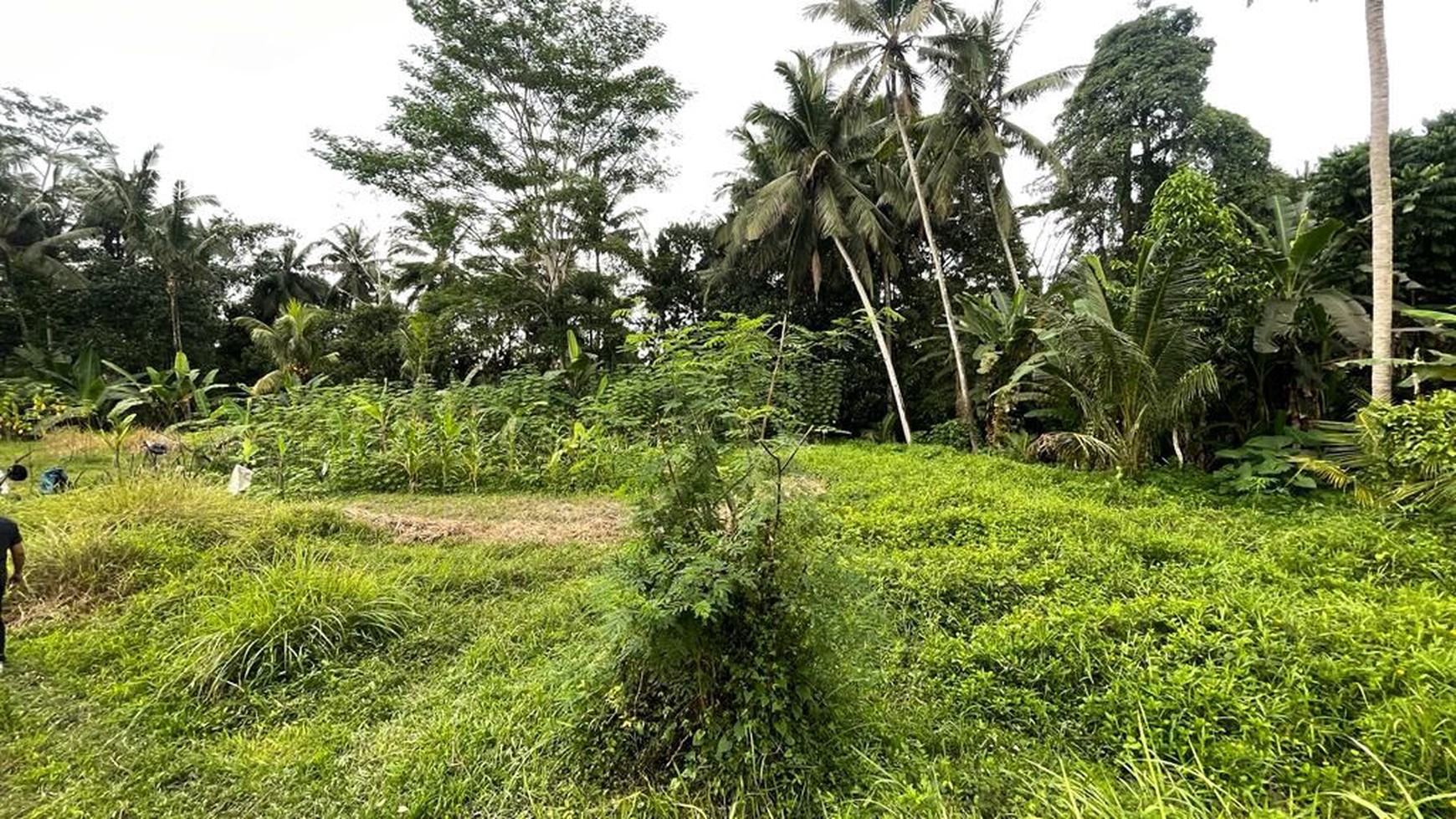 Quick Sale Freehold Land In great Location Pejeng Ubud 