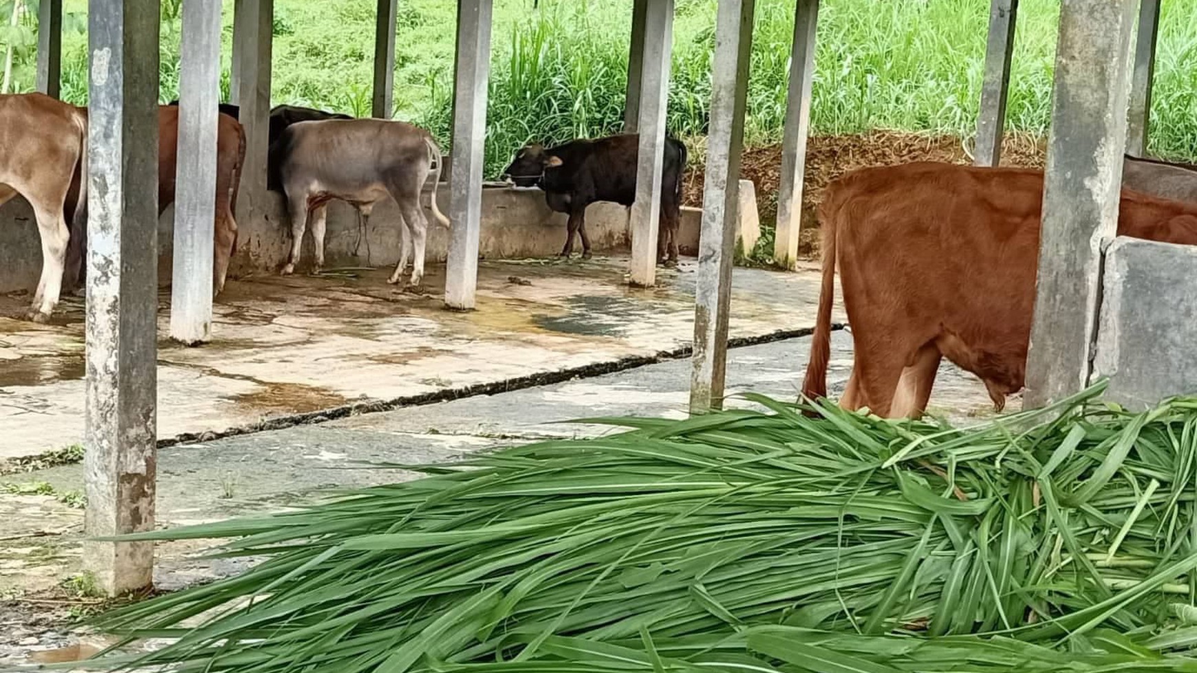 DIJUAL ,  LAHAN PETERNAKAN DAN PERTANIAN SERTA RUMAH TINGGAL DI KAKI GUNUNG HALIMUN 