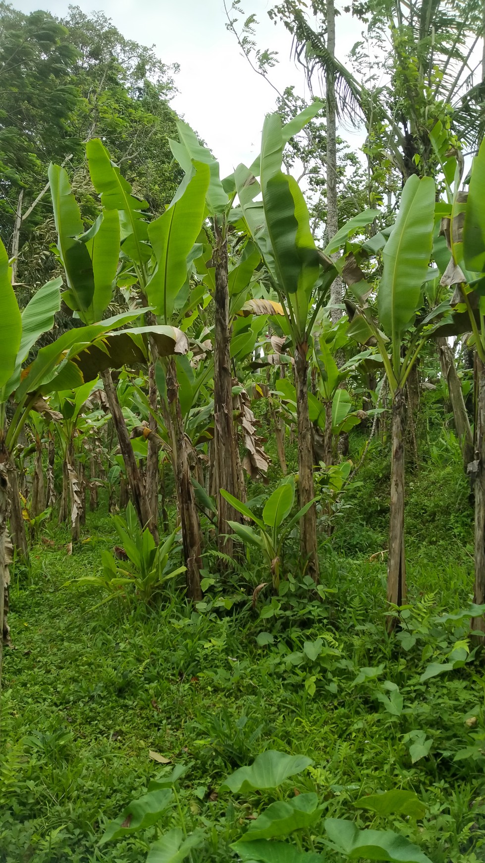 FREEHOLD Land 1.750 sqm. Affordable Life in Serenity Near Ubud