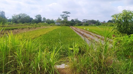 Tanah Persawahan di Bambang Lipuro Bantul Yogyakarta 