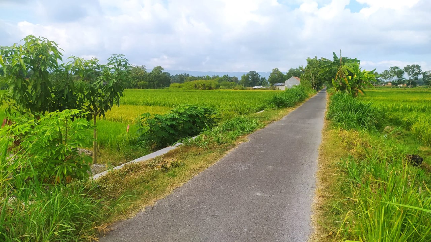 Tanah Persawahan di Bambang Lipuro Bantul Yogyakarta 