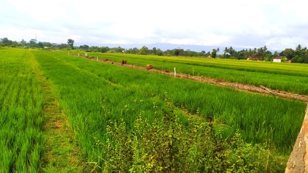 Tanah Persawahan 1764  di Bambang Lipuro Bantul Yogyakarta 