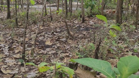 Tanah Luas 269 meter2 di Perum Bangunjiwo Bantul