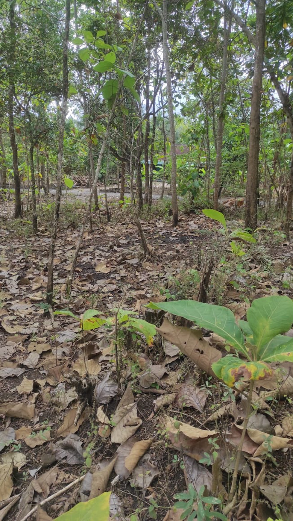 Tanah Luas 269 meter2 di Perum Bangunjiwo Bantul