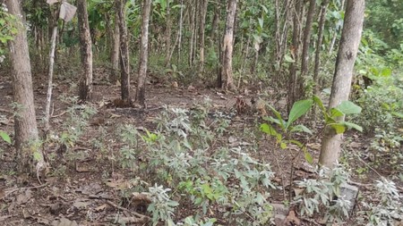 Tanah Luas 111m2 di Perum Bangunjiwo Kasihan Bantul 