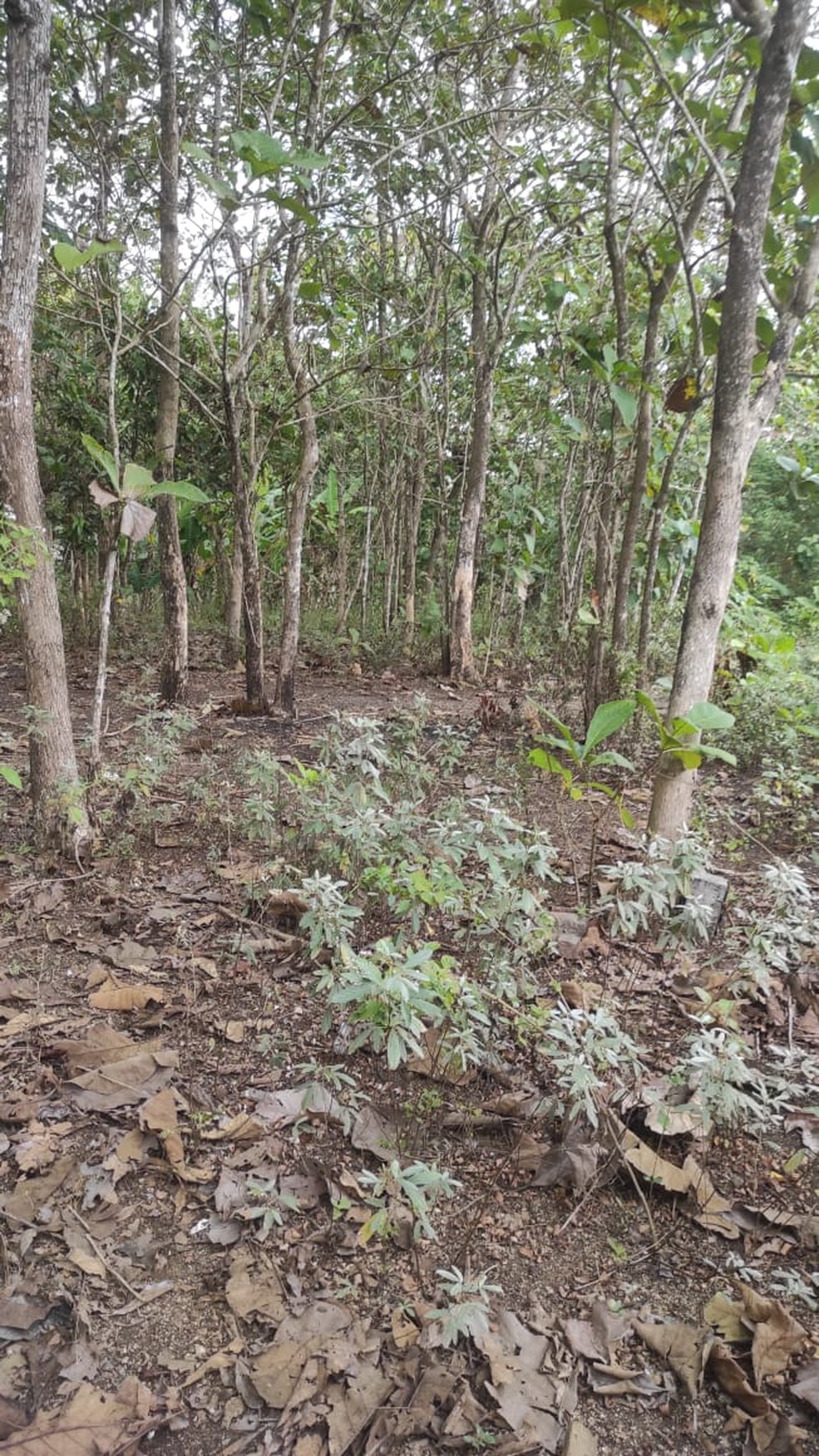 Tanah Luas 111m2 di Perum Bangunjiwo Kasihan Bantul 