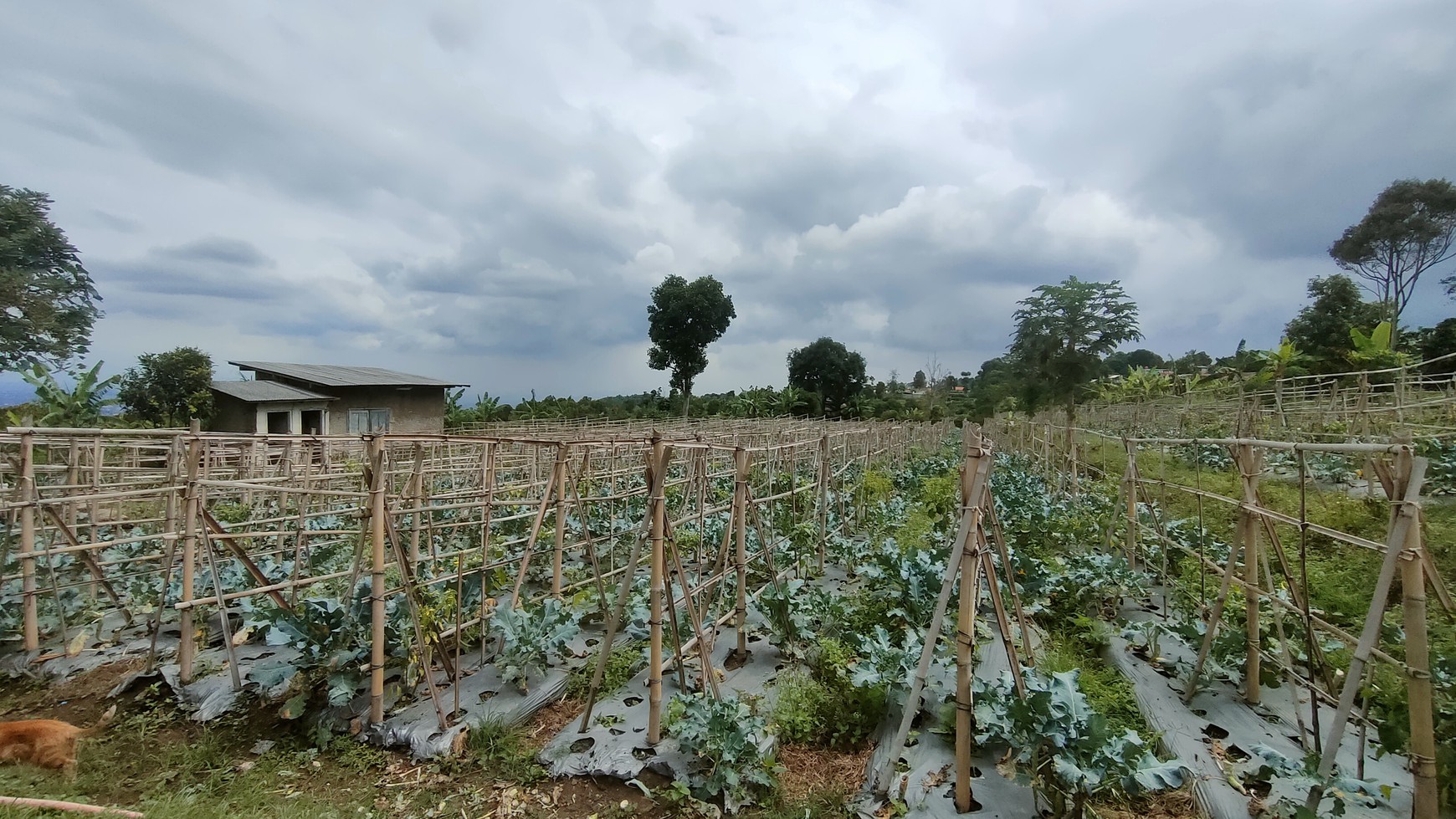 Gudang  dengan luas 4000 m2, di lingkungan sejuk di Kolonel Masturi Bandung, cocok dijadikan villa atau perkebunan.