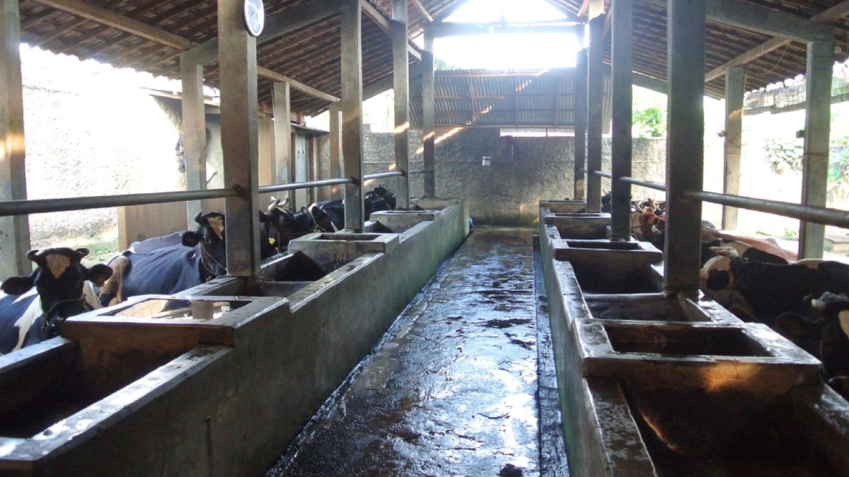 Peternakan Sapi Perah di Kawasan Khusus Peternakan Sapi Perah Pondok Ranggon