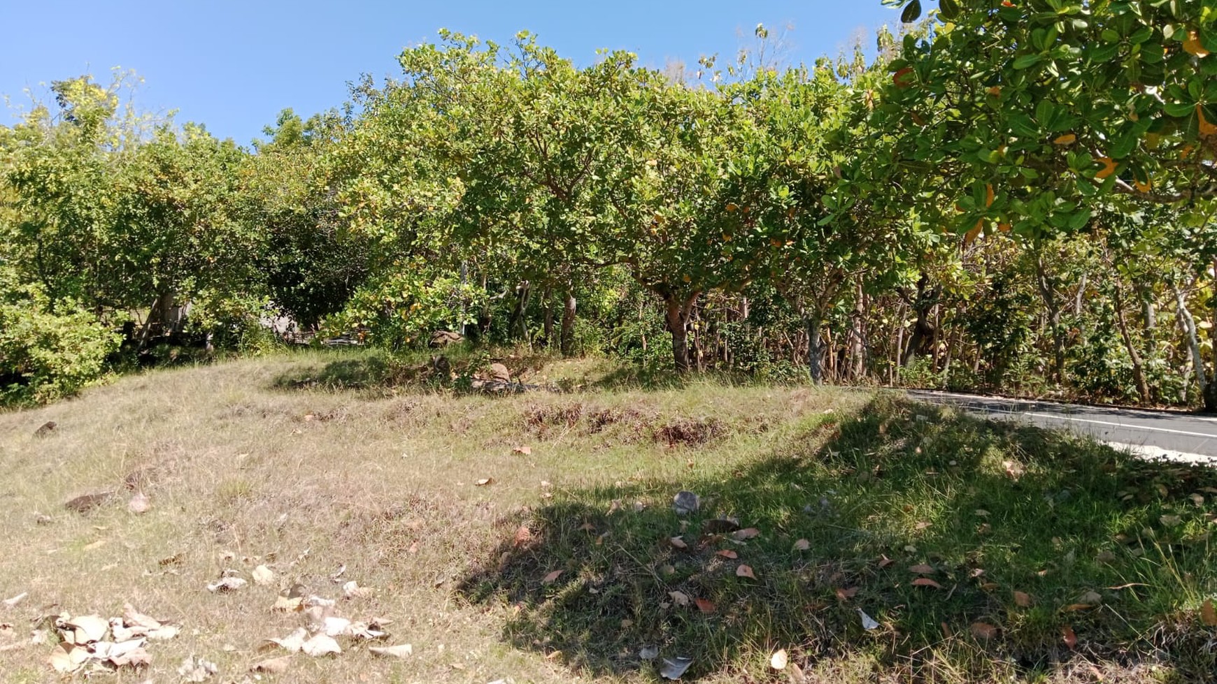 Land With Mountain View For Sale In Lovina