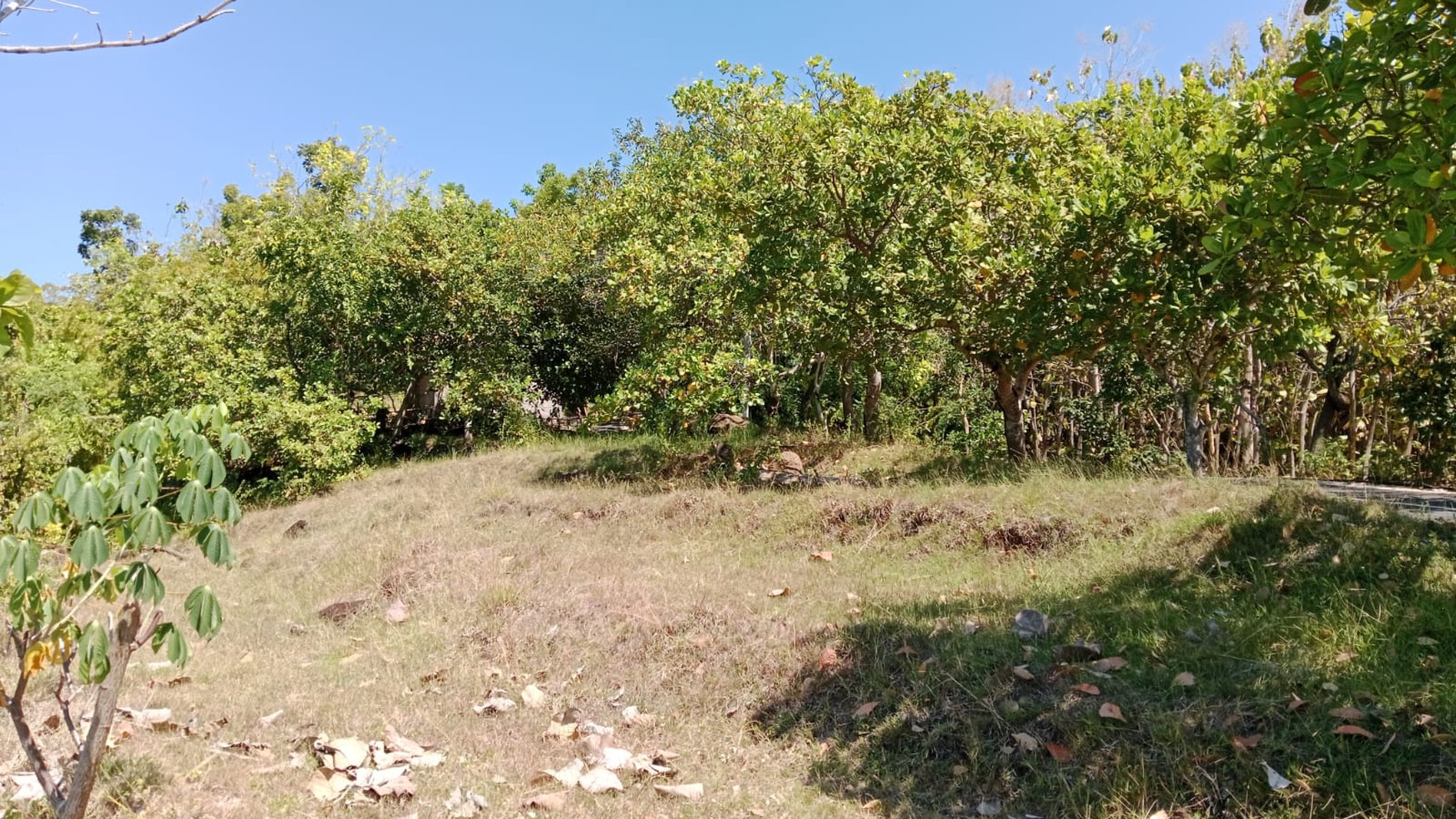 Land With Mountain View For Sale In Lovina