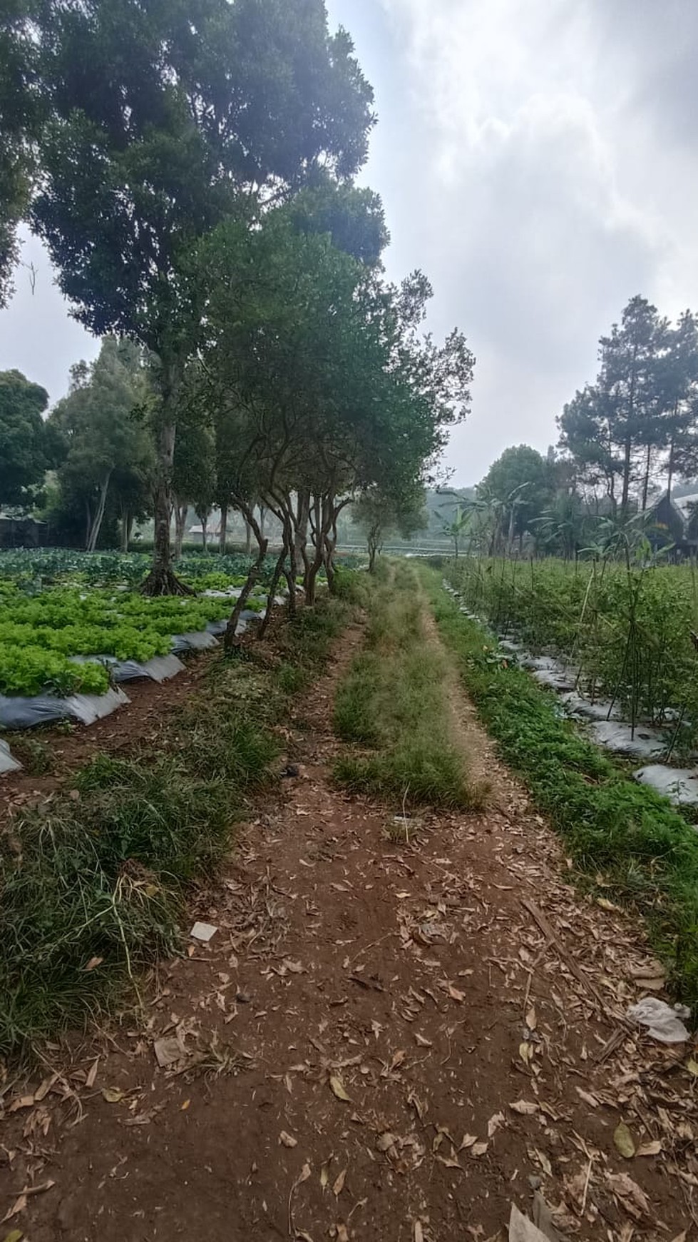 Kavling Siap Bangun di jl Kebon Jeruk, Lembang