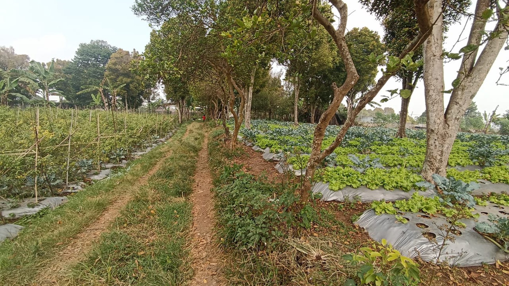 Kavling Siap Bangun di jl Kebon Jeruk, Lembang