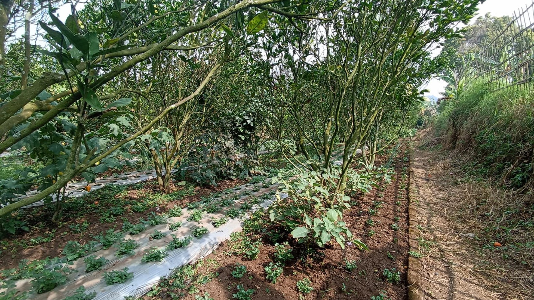 Kavling Siap Bangun di jl Kebon Jeruk, Lembang