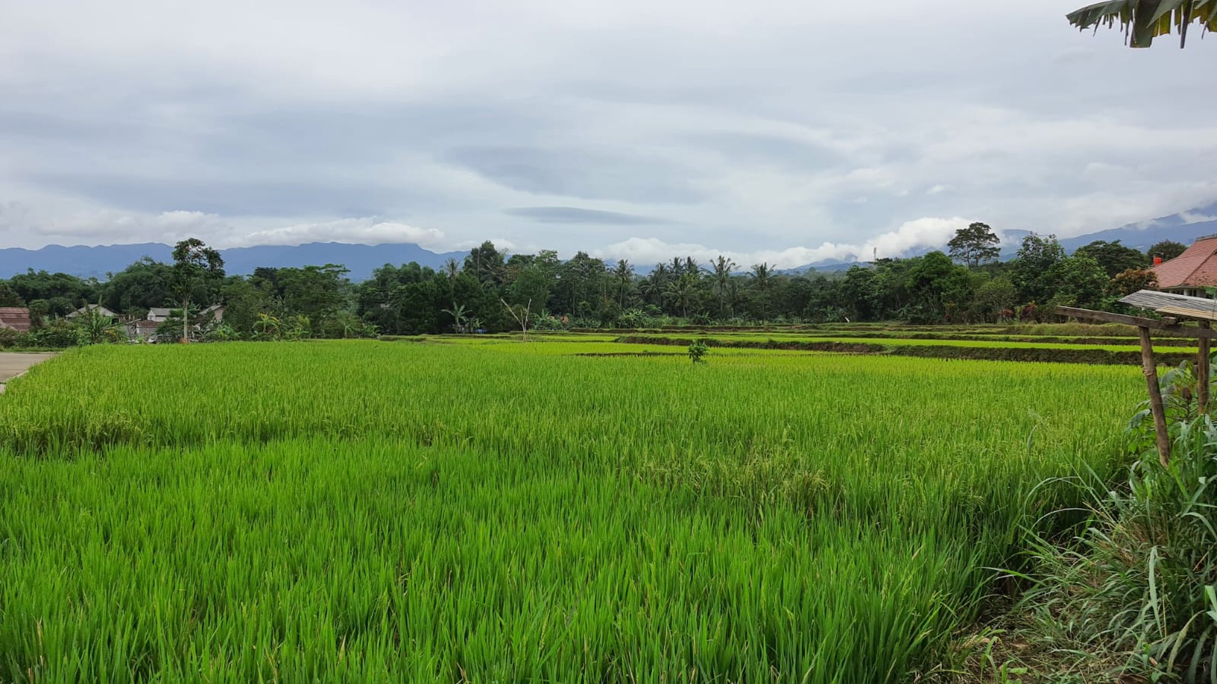 Investasi Kavling + Sawah, Bonus Rumah Villa 