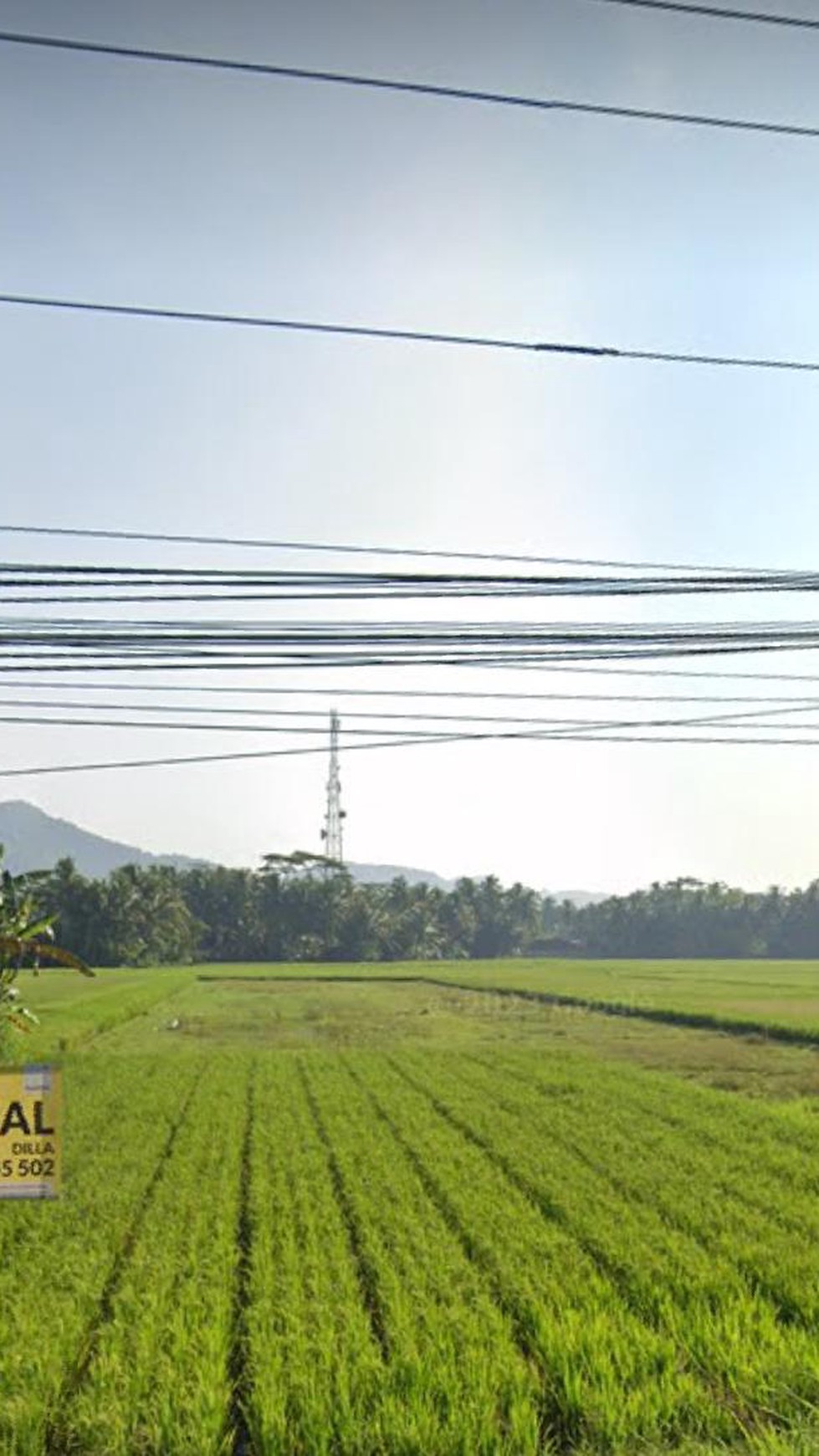 Tanah Sawah Seluas 504 Meter Persegi  di Demen Kulonprogo 