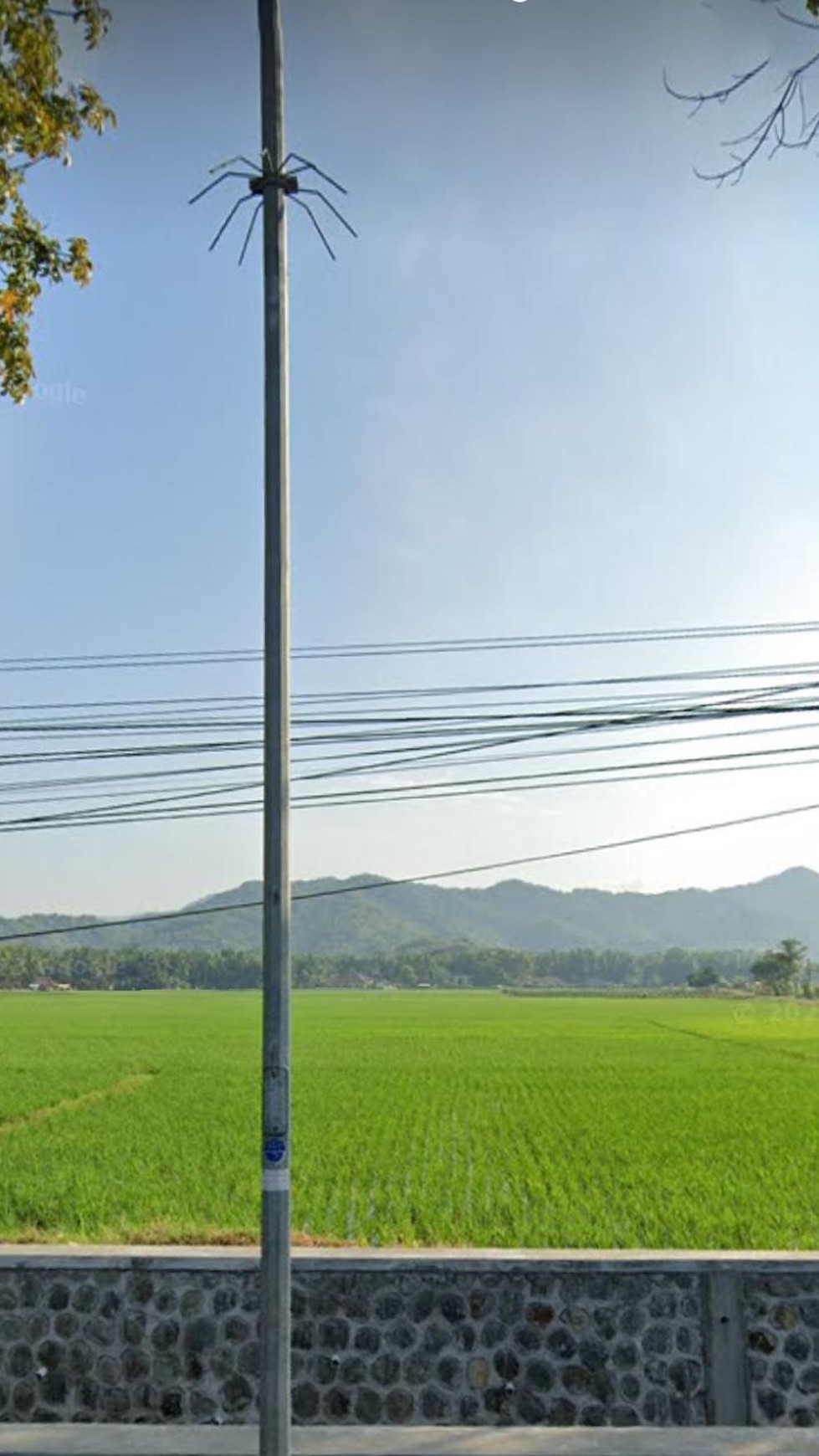 Tanah Sawah Seluas 628 Meter Persegi di Temon Kulonprogo 