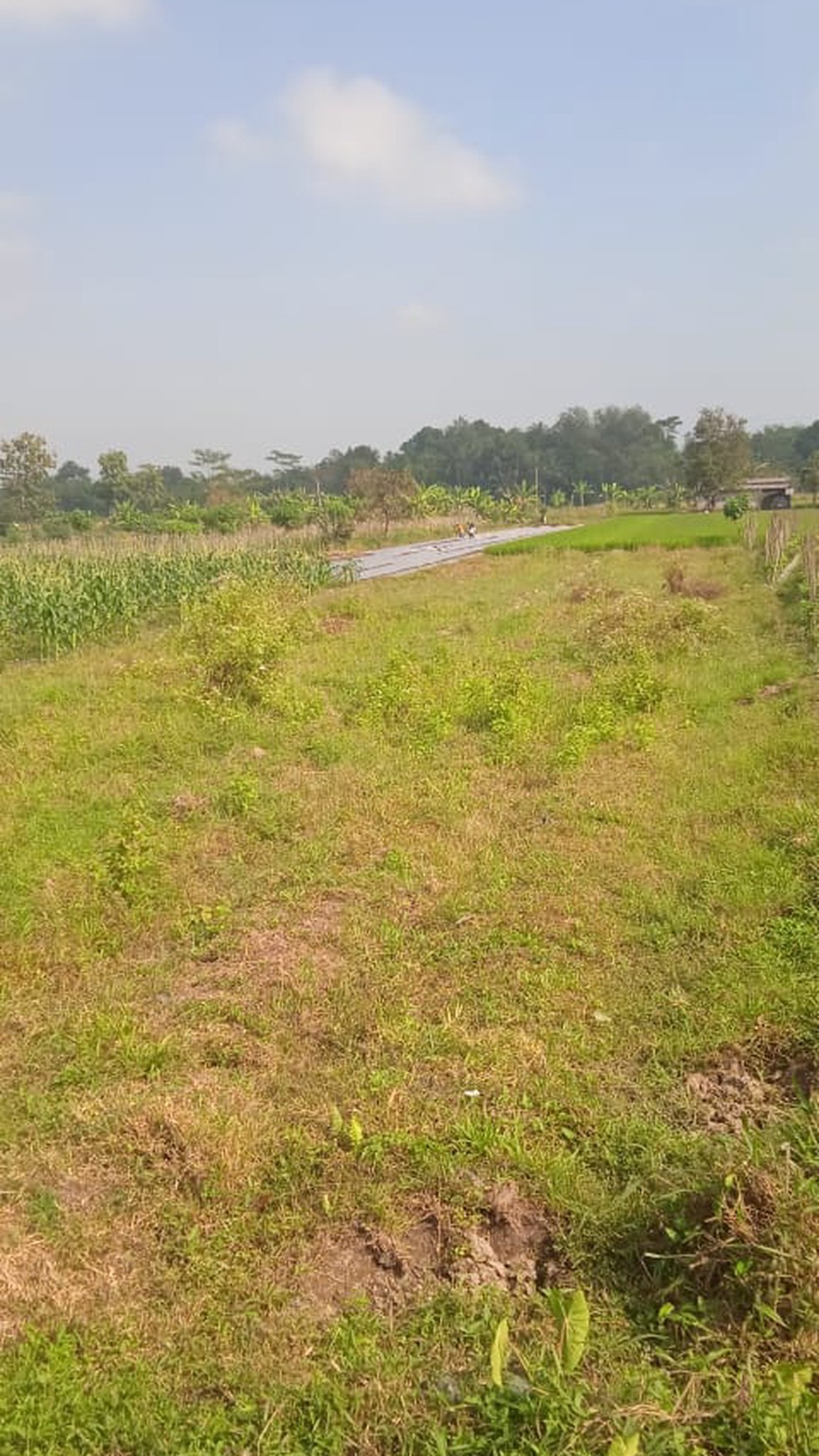 Tanah Sawah Luas 707 Meter Persegi di Seyegan Sleman 