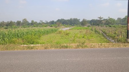 Tanah Sawah Luas 707 Meter Persegi di Seyegan Sleman 